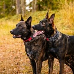 Rukka® Cube Soft Collar, Rojo / Negro -Artículos Mascotas Tienda 139798 lfashion rukka cube soft halsband rot hs 04 4