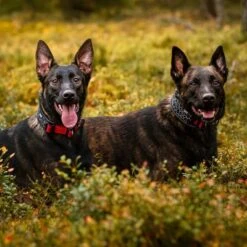 Rukka® Cube Soft Collar, Rojo / Negro -Artículos Mascotas Tienda 139798 lfashion rukka cube soft halsband rot hs 05 6