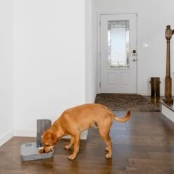 Comedero Automático Doble PetSafe® Para Mascotas 20 Comedero Automático Doble PetSafe® Para Mascotas -Artículos Mascotas Tienda 145997 rasiosystems petsafe futterautomat 2mahlzeiten catdog 2x355xml hs 09 6