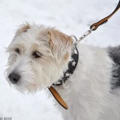 Collar De Cuero Heim Stars -Artículos Mascotas Tienda 160891 heim halsband stars 8 1