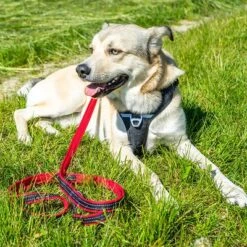 Petlando Arnés Pawz & Pepper Strong Rojo Y Negro Para Perros -Artículos Mascotas Tienda 174596 174696 petlando fuhrleinestrong rot 230cm hs 07 5