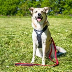 Petlando Arnés Pawz & Pepper Strong Rojo Y Negro Para Perros -Artículos Mascotas Tienda 174596 174696 petlando fuhrleinestrong rot 230cm hs 08 6