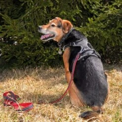 Petlando Arnés Pawz & Pepper Strong Rojo Y Negro Para Perros -Artículos Mascotas Tienda 174596 174696 petlando fuhrleinestrong rot 230cm hs 09 7