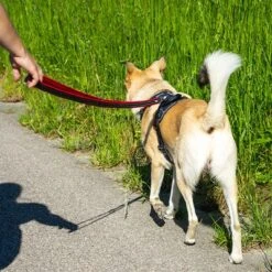 Petlando Arnés Pawz & Pepper Strong Rojo Y Negro Para Perros -Artículos Mascotas Tienda 174596 174696 petlando fuhrleinestrong rot 230cm hs 10 3