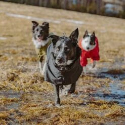 Chubasquero Bare Coal Hurtta Para Perros -Artículos Mascotas Tienda 188096 188096 186536 186537 186538 186539 186540 hurtta forzooplus bare regenmantel coal hs 14 5