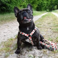 Arnés Max & Molly Watermelon Para Perros 24 Arnés Max & Molly Watermelon Para Perros -Artículos Mascotas Tienda 190413 190414 190703 maxnmolly hg eschirr watermelon hs 03 8