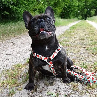 Arnés Max & Molly Watermelon Para Perros 11 Arnés Max & Molly Watermelon Para Perros - Imagen 9