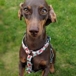 Arnés Max & Molly Watermelon Para Perros 25 Arnés Max & Molly Watermelon Para Perros -Artículos Mascotas Tienda 190413 190414 190703 maxnmolly hg eschirr watermelon hs 04 2