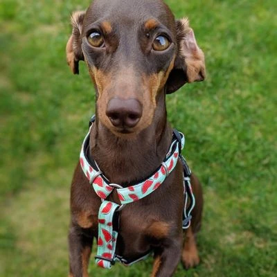 Arnés Max & Molly Watermelon Para Perros 12 Arnés Max & Molly Watermelon Para Perros - Imagen 10