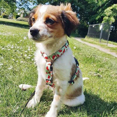 Arnés Max & Molly Watermelon Para Perros 4 Arnés Max & Molly Watermelon Para Perros - Imagen 2