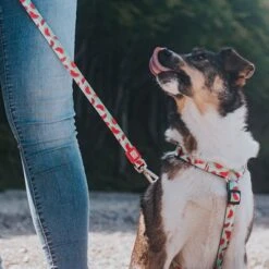 Arnés Max & Molly Watermelon Para Perros 27 Arnés Max & Molly Watermelon Para Perros -Artículos Mascotas Tienda 190413 190414 190703 maxnmolly hg eschirr watermelon hs 08 4