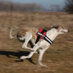 Julius K9 Arnés JULIUS-K9® Power Rojo Para Perros -Artículos Mascotas Tienda 191822 trixie powergeschir2 1