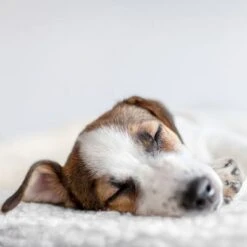 Esterilla Térmica HAFENBANDE Molly Con Regulador De Temperatura -Artículos Mascotas Tienda 193243 waagenschmitt hafenbande heizmatte temperatursteuerung hs 12 2