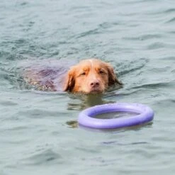 Ferplast Puller Juguete Para Perros 29 Ferplast Puller Juguete Para Perros -Artículos Mascotas Tienda 199296 ferplastitalien ferplast hundespielzeug puller midi 27cm hs 19 0