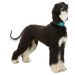 Collar Para Galgos Trixie Active Comfort Verde Petróleo/amarillo -Artículos Mascotas Tienda 200313 202100 200314 200315 trixie active comfort halsband windhunde hs 06 1