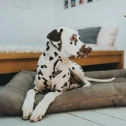 Cama Hunter Bologna Color Piedra Para Perros 15 Cama Hunter Bologna Color Piedra Para Perros -Artículos Mascotas Tienda 212954 212955 hunter hundebett bologna stein hs 07 0