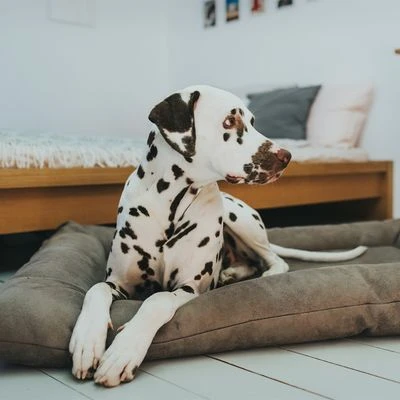 Cama Hunter Bologna Color Piedra Para Perros 8 Cama Hunter Bologna Color Piedra Para Perros - Imagen 6