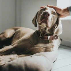 Cama Hunter Bologna Color Piedra Para Perros 17 Cama Hunter Bologna Color Piedra Para Perros -Artículos Mascotas Tienda 212954 212955 hunter hundebett bologna stein hs 08 0