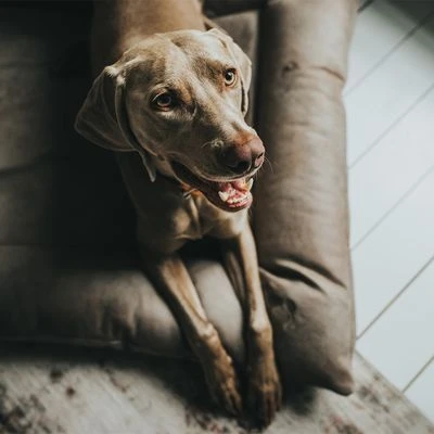 Cama Hunter Bologna Color Piedra Para Perros 9 Cama Hunter Bologna Color Piedra Para Perros - Imagen 7