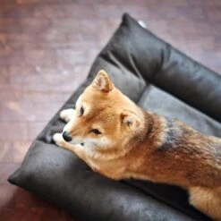 Cama Hunter Bologna Negra Para Perros 17 Cama Hunter Bologna Negra Para Perros -Artículos Mascotas Tienda 214699 214700 hunter hundebett bologna schwarz hs 09 2