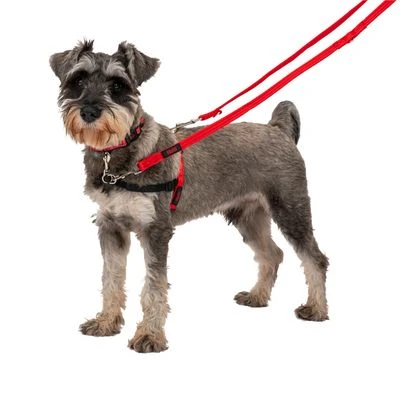 Correa Halti Para El Adiestramiento De Perros 8 Correa Halti Para El Adiestramiento De Perros - Imagen 6