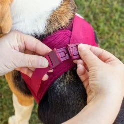 Arnés Curli Vest Clasp Air-Mesh Fucsia Para Perros 9 Arnés Curli Vest Clasp Air-Mesh Fucsia Para Perros -Artículos Mascotas Tienda 267496 267304 267305 267306 curli vest geschirr clasp airmesh fuchsia hs 03 7