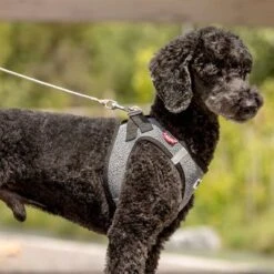 Correa De Bolsillo Curli Ultrarresistente 18 Correa De Bolsillo Curli Ultrarresistente -Artículos Mascotas Tienda 267896 267897 ultrastarke taschenleine hs 05 3