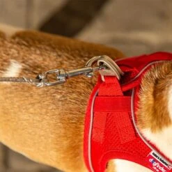 Correa De Bolsillo Curli Ultrarresistente 22 Correa De Bolsillo Curli Ultrarresistente -Artículos Mascotas Tienda 267896 267897 ultrastarke taschenleine hs 10 7