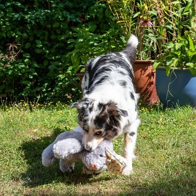 Conejo Elsie De Peluche Para Perros 12 Conejo Elsie De Peluche Para Perros - Imagen 10