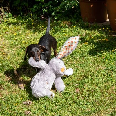 Conejo Elsie De Peluche Para Perros 9 Conejo Elsie De Peluche Para Perros - Imagen 7