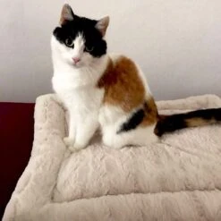 Self Heating Bed Cojín Para Perros -Artículos Mascotas Tienda 288354 291896 waagenschmitt hundekissen selfheating bed hs 10 2