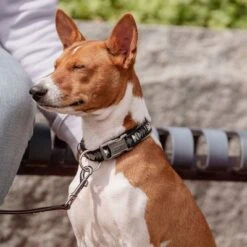 Collar Hurtta Bare Carbón Para Perros 15 Collar Hurtta Bare Carbón Para Perros -Artículos Mascotas Tienda 291297 291298 288343 291396 hurtta bare halsband coal hs 06 3