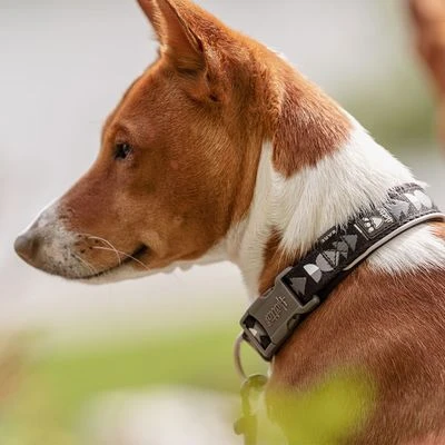 Collar Hurtta Bare Carbón Para Perros 9 Collar Hurtta Bare Carbón Para Perros - Imagen 7