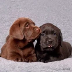 Manta Vetbed® Original Gris Para Perros Y Gatos -Artículos Mascotas Tienda 296191 vetbed isobed welpen 05 2012 1