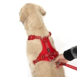 Correa Ajustable TIAKI Reflective Rubber Roja Para Perros 22 Correa Ajustable TIAKI Reflective Rubber Roja Para Perros -Artículos Mascotas Tienda 323005 neoprene geschirr l fg 1662 4