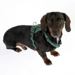 Arnés TIAKI Neoprene Verde Para Perros 34 Arnés TIAKI Neoprene Verde Para Perros -Artículos Mascotas Tienda 323016 neoprene geschirr s fg 1505 0