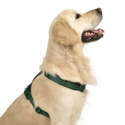 Arnés TIAKI Neoprene Verde Para Perros 25 Arnés TIAKI Neoprene Verde Para Perros -Artículos Mascotas Tienda 323025 neoprene geschirr l fg 1679 2
