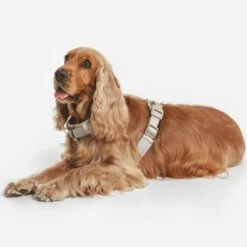 Arnés Nomad Tales Blush Beige Topo Para Perros 35 Arnés Nomad Tales Blush Beige Topo Para Perros -Artículos Mascotas Tienda 323028 nomad tales blush geschirr taupe 13 8