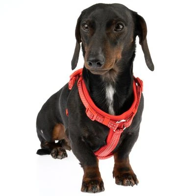 Arnés TIAKI Neoprene Rojo Para Perros 8 Arnés TIAKI Neoprene Rojo Para Perros - Imagen 6