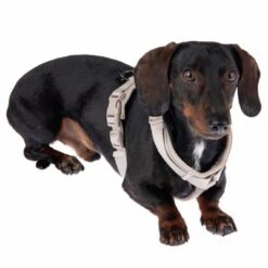 Arnés Nomad Tales Blush Beige Topo Para Perros 38 Arnés Nomad Tales Blush Beige Topo Para Perros -Artículos Mascotas Tienda 323796 blush s fg 6910 5