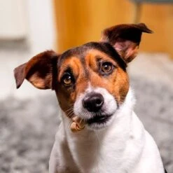 SmartBones Snacks Con Pollo Para Perros Pequeños 11 SmartBones Snacks Con Pollo Para Perros Pequeños -Artículos Mascotas Tienda 324396 smartbones kausnacks huhn kleinehunde hs 05 3