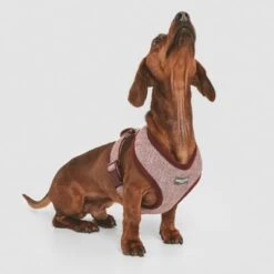 Arnés Nomad Tales Calma Burdeos Para Perros -Artículos Mascotas Tienda 324717 nomad tales calma burgundy 02 4