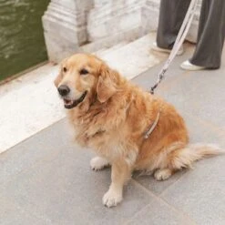 Correa Nomad Tales Blush Beige Topo Para Perros -Artículos Mascotas Tienda 325296 325297 nomad tales blush hundeleine taupe hs 07 1