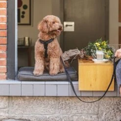 Correa Ajustable Nomad Tales Blush ébano Para Perros -Artículos Mascotas Tienda 325396 325397 nomadtales blush hundeleine ebony hs 02 5