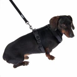 Correa Ajustable Nomad Tales Blush ébano Para Perros -Artículos Mascotas Tienda 325401 325396 blush s fg 6963 9