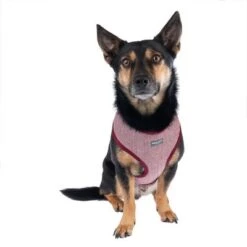 Arnés Nomad Tales Calma Burdeos Para Perros -Artículos Mascotas Tienda 325599 calma fg 7759 9