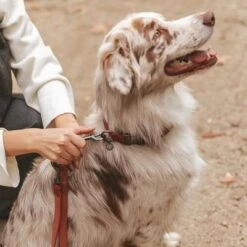 Correa Nomad Tales Blush Vino Para Perros -Artículos Mascotas Tienda 325600 325601 nomadtales blush hundeleine rose hs 05 0