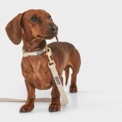 Correa Nomad Tales Calma Arena Para Perros -Artículos Mascotas Tienda 326096 nomad tales calma hundeleine sand 120cm 03 3