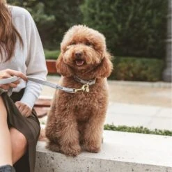 Collar Nomad Tales Calma Piedra Para Perros -Artículos Mascotas Tienda 326806 326197 nomad tales calma halsband stone 04 2