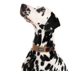 Collar Nomad Tales Bloom Caramelo Para Perros -Artículos Mascotas Tienda 328398 bloom l fg 7612 3